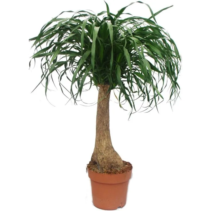 Exotenherz Elefantenfuss Unverzweigt, Robuste Zimmerpflanze ca. 80cm Höhe, Topfgröße 20cm, Wasserspeichernde Knolle