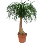 Exotenherz Elefantenfuss Unverzweigt, Robuste Zimmerpflanze ca. 80cm Höhe, Topfgröße 20cm, Wasserspeichernde Knolle