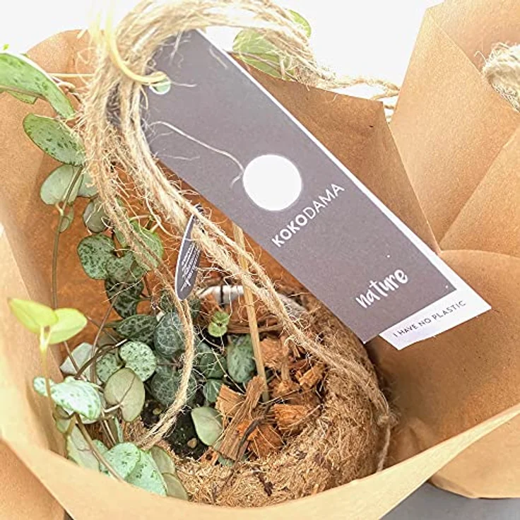 Exotenherz Kokodama Ceropegia Woodii, Hängepflanze im handgefertigten Kokosgefäß, ca. 15 cm, pflegeleicht und robust – Bild 2