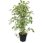 Exotenherz Ficus Benjamini Twighlight, Zimmerpflanze im 17cm Topf, cremeweiss-grüne Blätter, pflegeleicht, Höhe 60-70cm