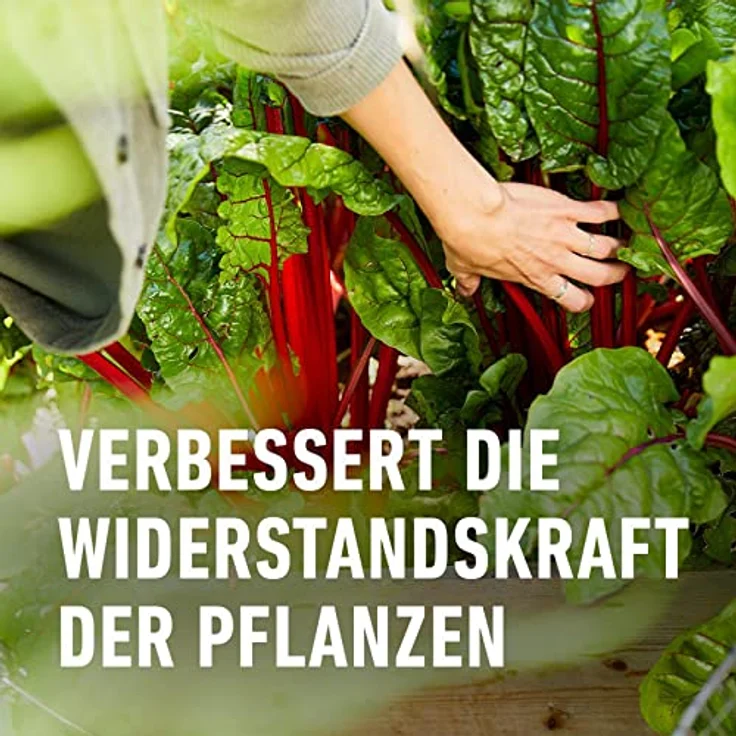 Compo Garten Langzeit-Dünger neu, 2 kg – Bild 5