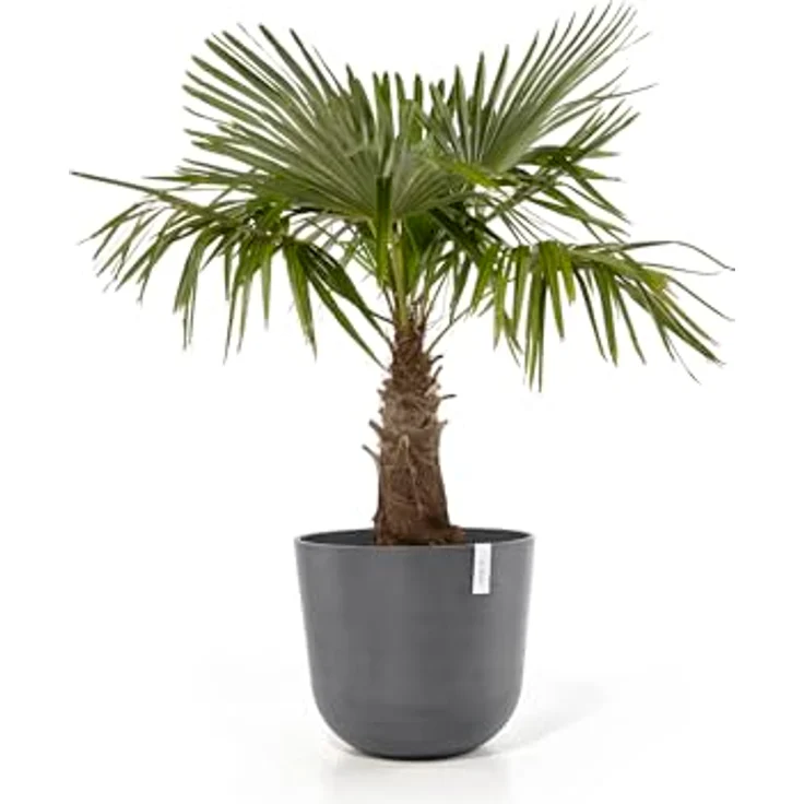 Ecopots Decolines 55 cm Ø graue Kunststoff-Blumentöpfe | Wetterfest für Balkon und Terrasse | Recyceltes Material für langlebigen Gebrauch – Bild 3