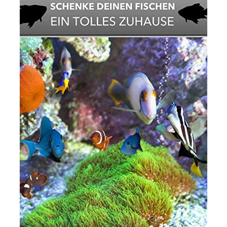 GarPet Aquarium Becken 30x20x20 cm 12 L rechteckig Glas Aquariumbecken Garnelenaquarium Mini Aquarium Salzwasseraquarium Nanobecken, Fisch – Bild 4
