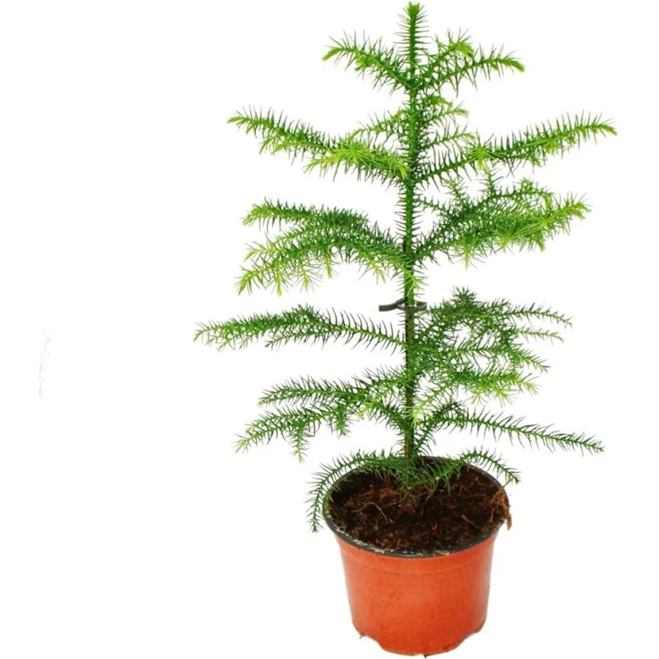 Exotenherz Araucaria Heterophylla, 12 cm Zimmertanne, ca. 25-30 cm hoch, Nadelbaum für Innenraum, kühl und hell, geeignet auch für Sommer im Freien – Bild 1
