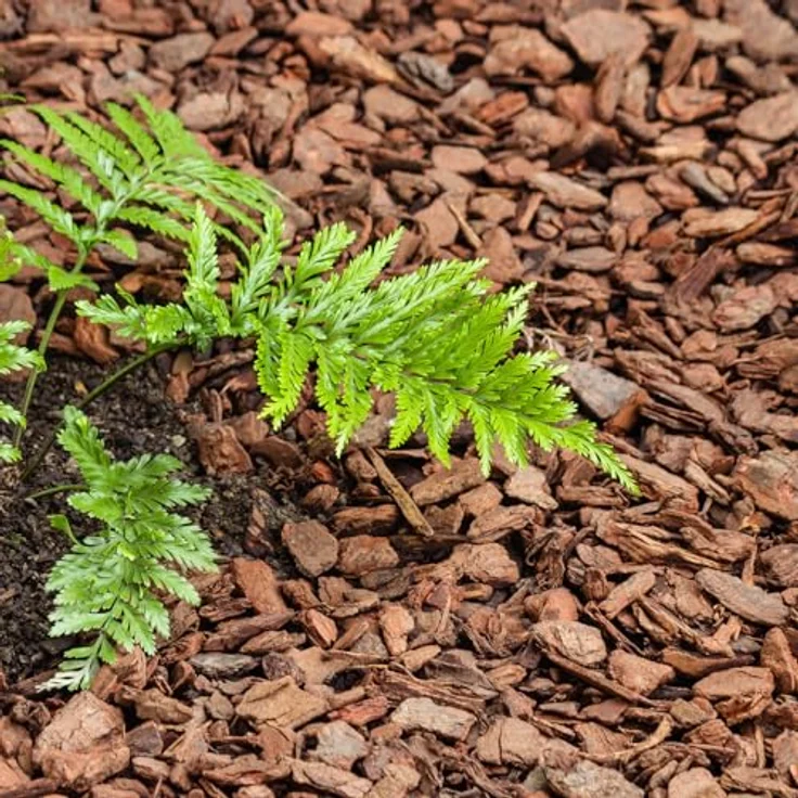 GALAMIO Pinienrinde Mittel 15-25mm, 60l x 12 Sack, Rindenmulch für Garten und Terrarium, dekorativer rostroter Bodenbelag, umweltfreundlich und langlebig – Bild 5