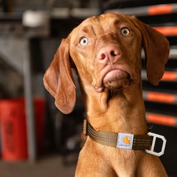 Carhartt Unisex-Hundehalsband, Schwarz, Größe M, hochbelastbares Nylon, reflektierender Nadelstich, robuste Steckschnalle und D-Ring aus Metall – Bild 5