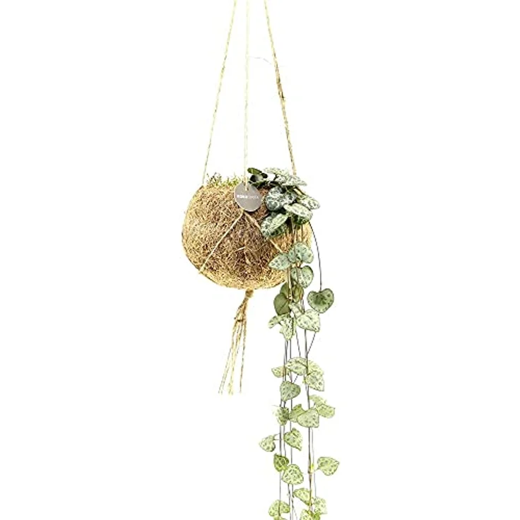 Exotenherz Kokodama Ceropegia Woodii, Hängepflanze im handgefertigten Kokosgefäß, ca. 15 cm, pflegeleicht und robust – Bild 1