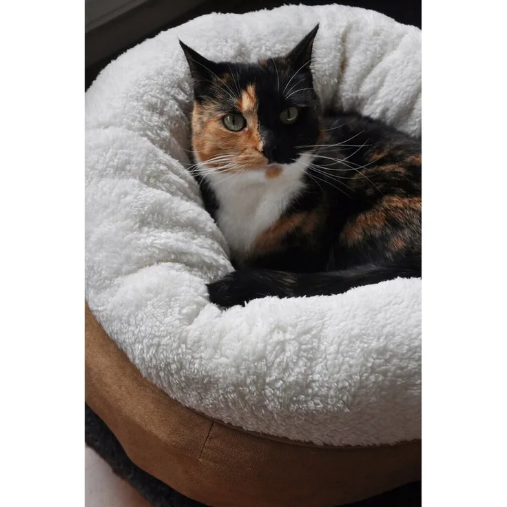 all for paws Tierbett AFP Lambswool Donut Bed TAN, Katzenbett mit hochpoligem Plüsch und Mikro Wildleder, 45 x 45 x 25 cm