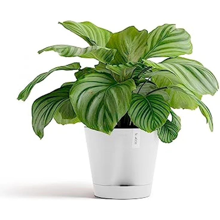 ECOPOTS Blumentopf Venice 2 mit Bewässerung Weiss - Durchmesser Ø 30 cm rund groß - Pflanzentopf aus Recycling Kunststoff - Übertopf mit Wasserversorgung modern für Indoor und Outdoor Weiß – Bild 2