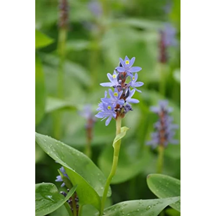 PlantaPro Pontederia cordata, Winterhart & Pflegeleicht, Wasserpflanze mit blauen bis violetten Blüten für Teichrand & Flachwasser, 9x9 cm Topf – Bild 1