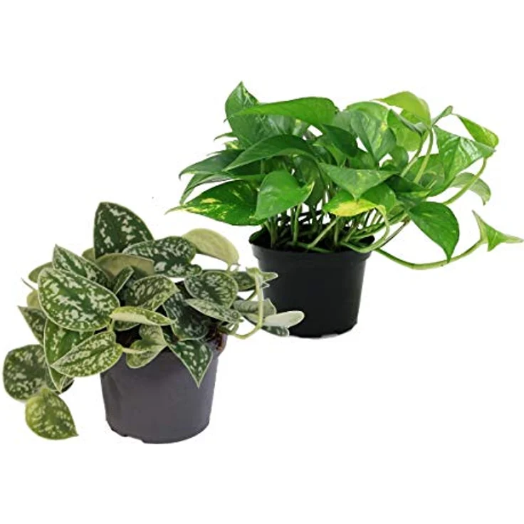 Exotenherz Efeututen Set, 2 verschiedene Pflanzen - Scindapsus Pictus Argyreus und Epipremnum Aureus, Topfgröße 12 cm, Höhe 15-20 cm – Bild 1