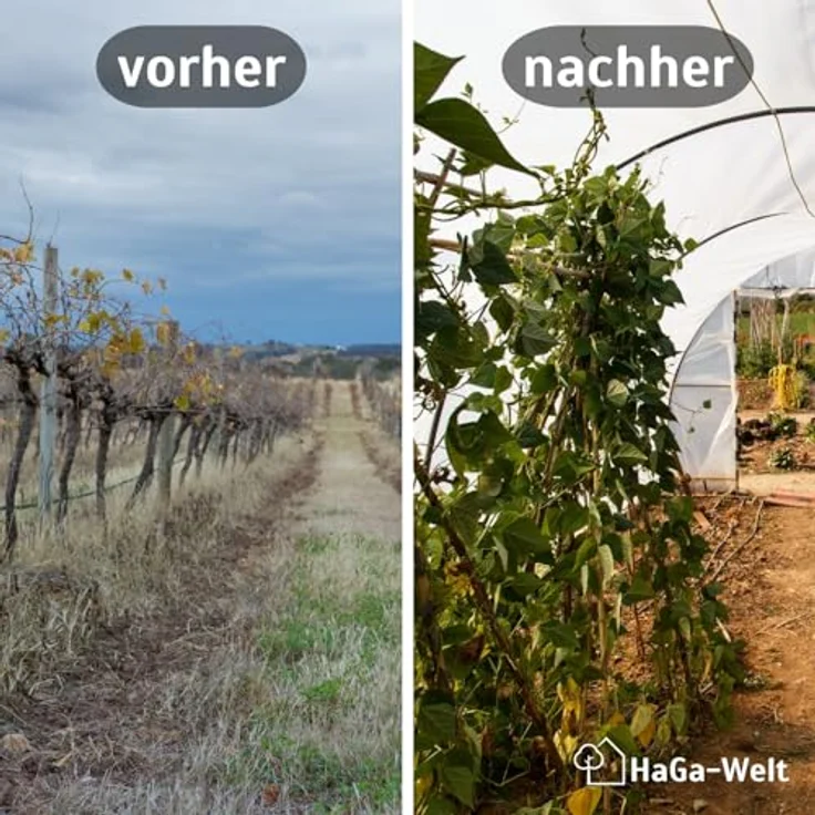 HaGa UV4 Gewächshausfolie 12m x 20m transparente PE Folie, witterungs- und UV-beständig für Folientunnel und Tomatenhaus – Bild 3