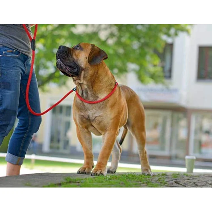 Hunter Retriever-Hunde-Leine Freestyle rot 10-170 – Bild 2