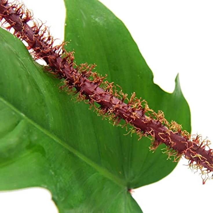 Exotenherz Philodendron Squamiferum, Wilder Rotstieliger Baumfreund, 12cm Topf, ca. 35-50cm hoch, halbschattiger Standort – Bild 3