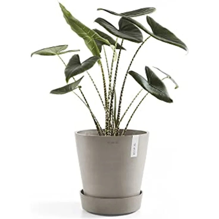 ECOPOTS Blumentopfuntersetzer SAUCER WHEELS Taupe, 41,5x41,5x9 cm - mit Rollen für einfaches Platzieren und Gießen – Bild 3