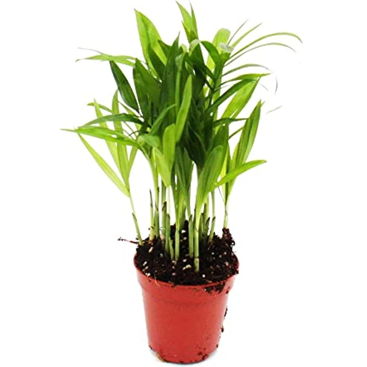 Exotenherz Bergpalme Chamaedorea Elegans, Minipflanze im 5,5 cm Topf – ideal für kleine Schalen und Gläser, Gesamthöhe ca. 12-15 cm – Bild 2