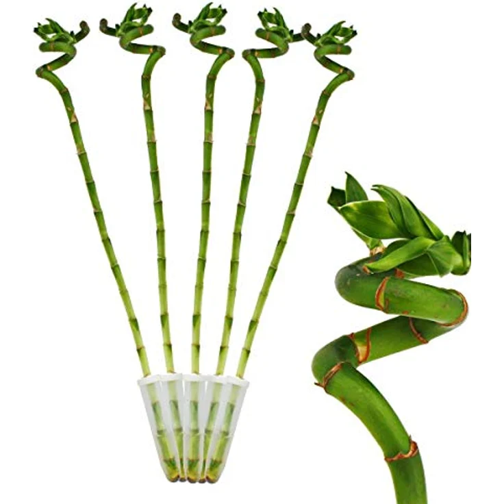 Exotenherz 5er Set Glücksbambus Lucky Bamboo, spiralförmig, Dracaena Sanderiana, ca. 40 cm hoch, pflegeleichte Zimmerpflanze im Röhrchen – Bild 2