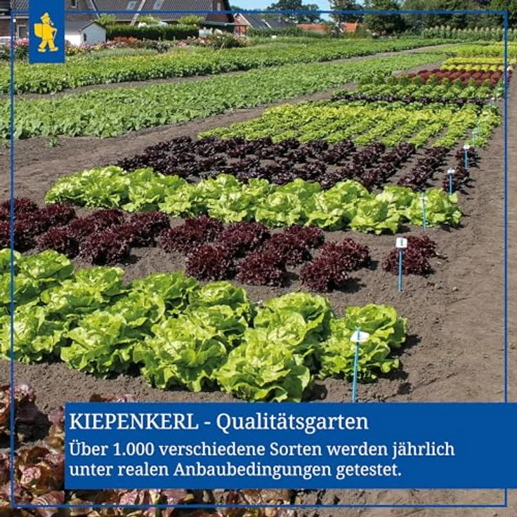 Kiepenkerl Zucchini Courcourcelle von Tripolis – Bild 7