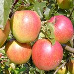 Apfel Rewena Busch, im 10L-Container