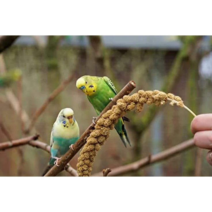 Versele Laga Prestige trosgierst 300 GR – Bild 3