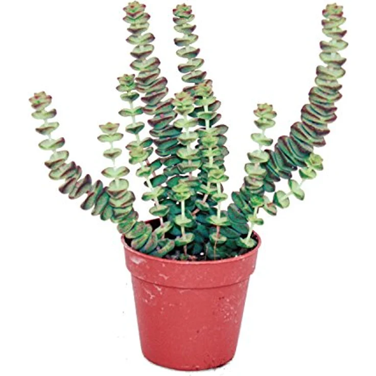 Exotenherz Crassula Hottentot Felsen-Dickblatt, Sukkulente im 8,5cm Topf, ca. 8-12cm hoch, ideale Zimmerpflanze für hellen Standort – Bild 2