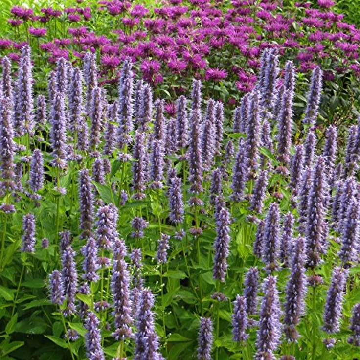 Blumixx Stauden Agastache Rugosa-Hybr. Blue Fortune - Duftnessel Standort sonnig Blütenfarbe violett – Bild 2