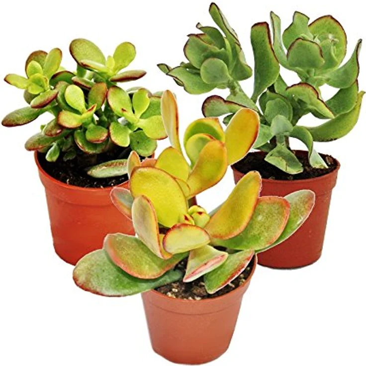 Exotenherz Geldbaum-Set, 3 verschiedene Crassula-Arten im 5,5cm Topf, überlebensfähige Pflanzen zum Wasserspeichern – Bild 1