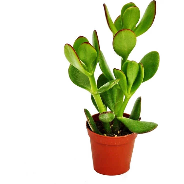Exotenherz Crassula Portulacea Geldbaum, Zimmerpflanze im 5,5cm Topf, ca. 10-12cm hoch, pflegeleicht – Bild 1
