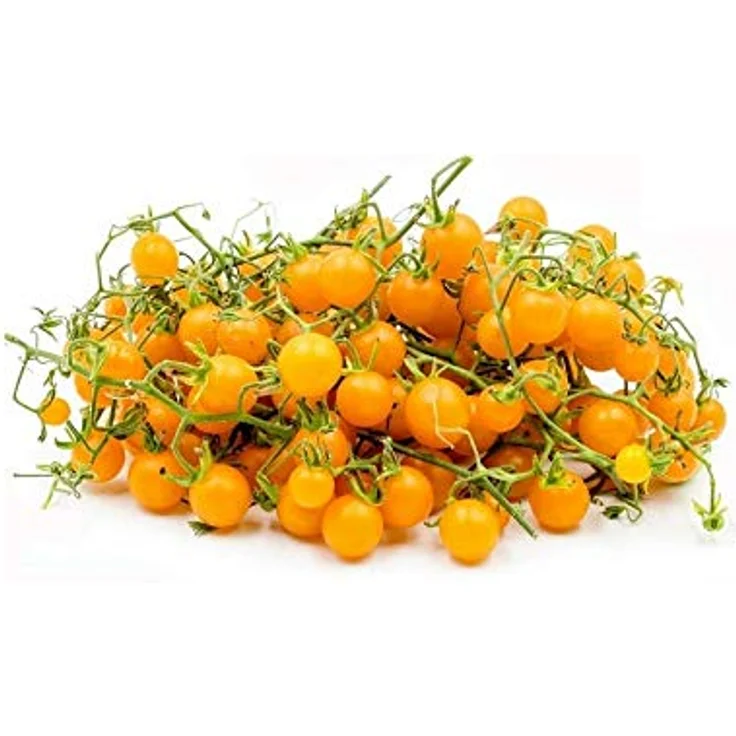 Kiepenkerl BIO Tomaten Wildtomate Golden Currant resistent Bio-Saatgut – Bild 2