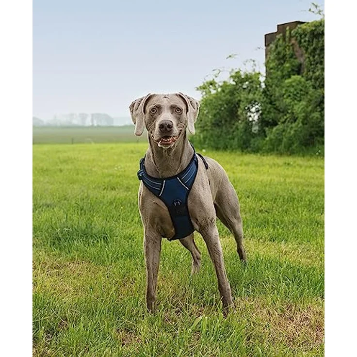 lionto Hundegeschirr XL, gepolstert aus weichem Nylon, reflektierendes Anti-Zug Geschirr mit 2 Ringen, 4 Einstellgurten, zwei Klickverschlüssen und gummiertem Griff, blau – Bild 2