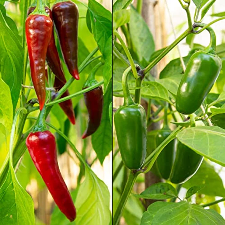 Chili Samen Set Mit 8 Sorten Chilisamen Für Garten Und Balkon Chilisortiment – Bild 4
