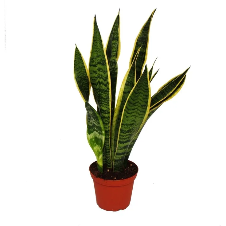 Exotenherz Sansevieria Trifasciata Bogenhanf, pflegeleichte Zimmerpflanze im 12cm Topf, ca. 45-50cm hoch