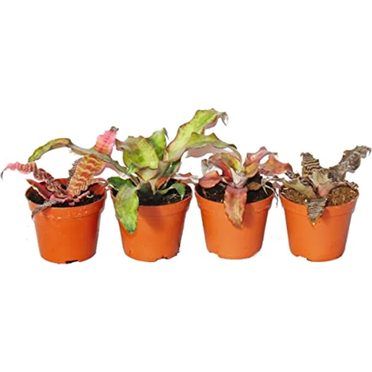 4er Set Erdbromelie - Cryptanthus - buntlaubige Pflanze - Ideal für Terrarien – Bild 3