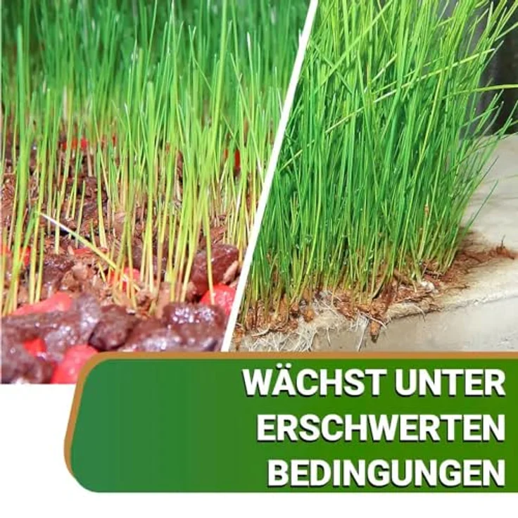 OraGarden Ummantelte Rasenpellets Regenerationsrasen für Schnellkeimenden - Rasensamen für Robusten und Widerstandsfähigen Rasen Plus (1.4 kg) - Hochwertige Rasensorten aus Deutschland, mit Saatgutveredelung und natürlichen Zusatzstoffen – Bild 5