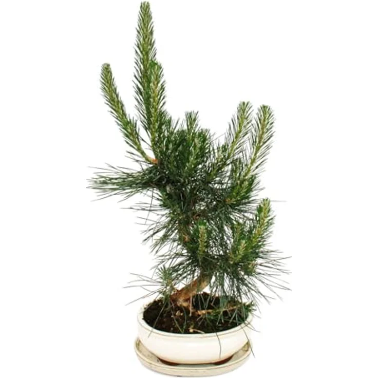 Exotenherz Bonsai Pinus Thunbergii, Japanische Schwarzkiefer ca. 19 Jahre, knorriger Stamm, Höhe ca. 45 cm, frostfest – Bild 2