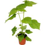 Exotenherz Zimmerlinde Sparmannia Africana, 17cm Topf, immergrün mit weißer Blüte, Höhe 40-50cm