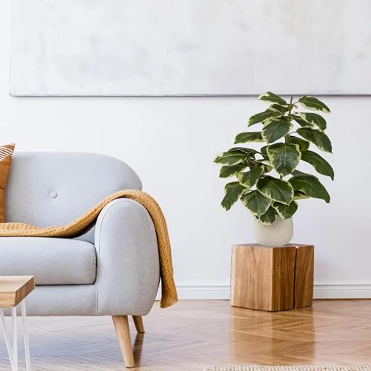 hjh OFFICE Kunstpflanze Ficus 3 – Immergrüne Kunstpflanze 85 cm, plastisch mit panaschierten Blättern, pflegeleicht und geruchslos im cremeweißen Kunststoff-Topf – Bild 4