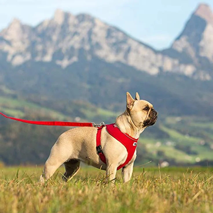 Curli Basic harness Air-Mesh Pink M (Hund), Halsband + Leine – Bild 5