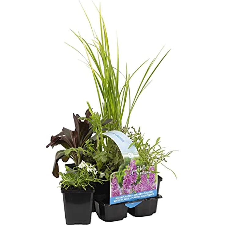Bloomique 6er Set Duftende Wasserpflanzen für Miniteich, winterhart, Zone 1 & 2, Höhe 15-25 cm, Topf 9 cm – Bild 1