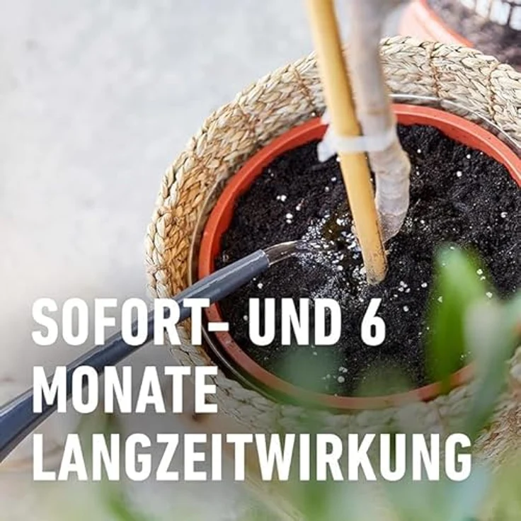 Compo Mediterrane Pflanzen Langzeit-Dünger, 1,5 kg Beutel – Bild 6