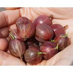 Stachelbeere rot Hinnonmäki Busch, im 3,5L-Container