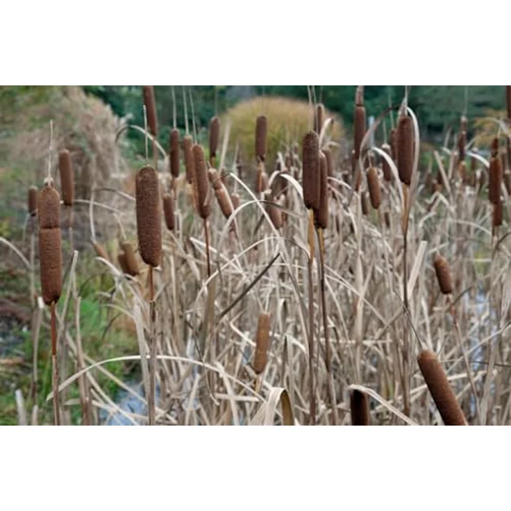 PlantaPro Typha minima, 9x9 cm Topf – Winterhart, Mehrjährig & Pflegeleicht – Zwergrohrkolben für Teichrand & Kübel – Bild 4