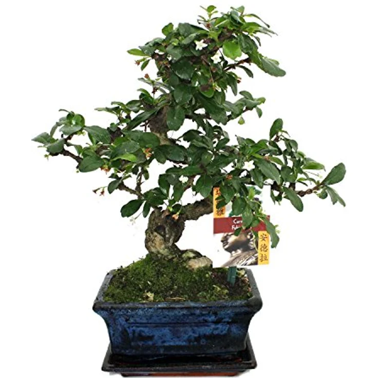 Exotenherz Bonsai Fukientee Carmona Microphylla, 6 Jahre alt, ca. 22 cm hoch mit handgefertigter Schale, weiß-blühend – Bild 2