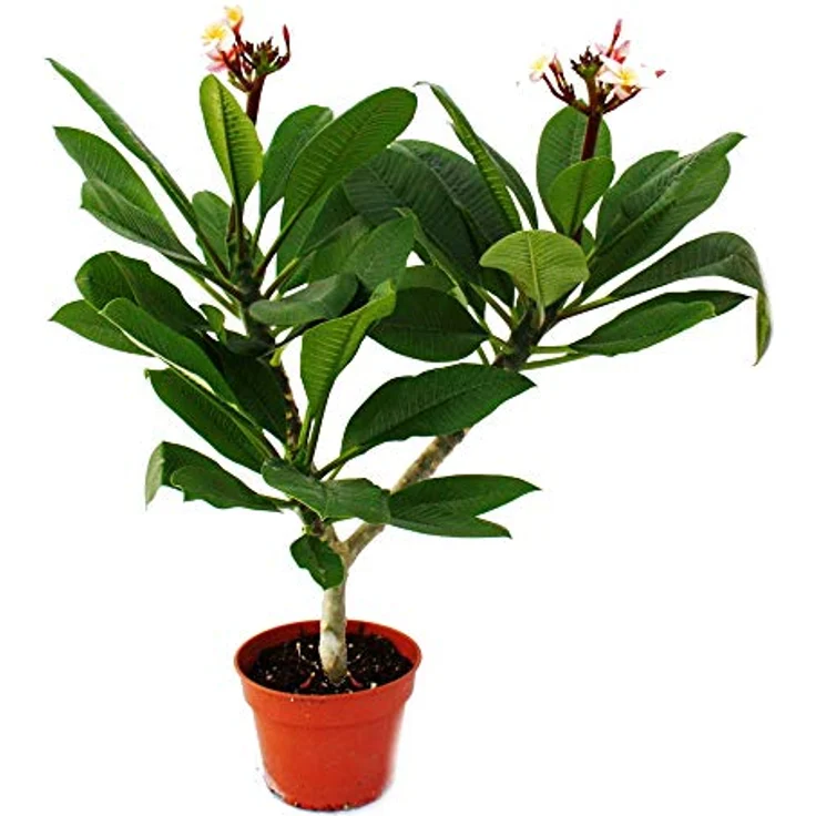 Exotenherz Hawaianischer Tempelbaum Plumeria, Zimmerpflanze mit Überraschungsblütenfarbe, Höhe ca. 40-50 cm, Topfgröße 17 cm – Bild 2