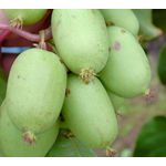 Kiwi Bayernkiwi weiblich, 3,5L-Container