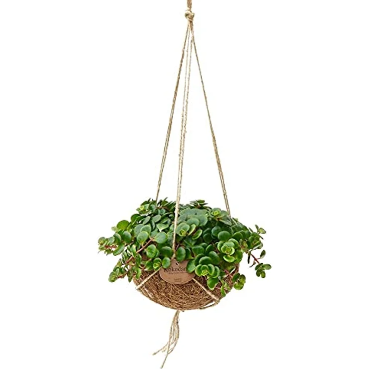 Exotenherz Kokodama Sedum Tornado, hängende Pflanze in handgefertigtem Kokosgefäß, ca. 15 cm, pflegeleicht und sonnig geeignet – Bild 2