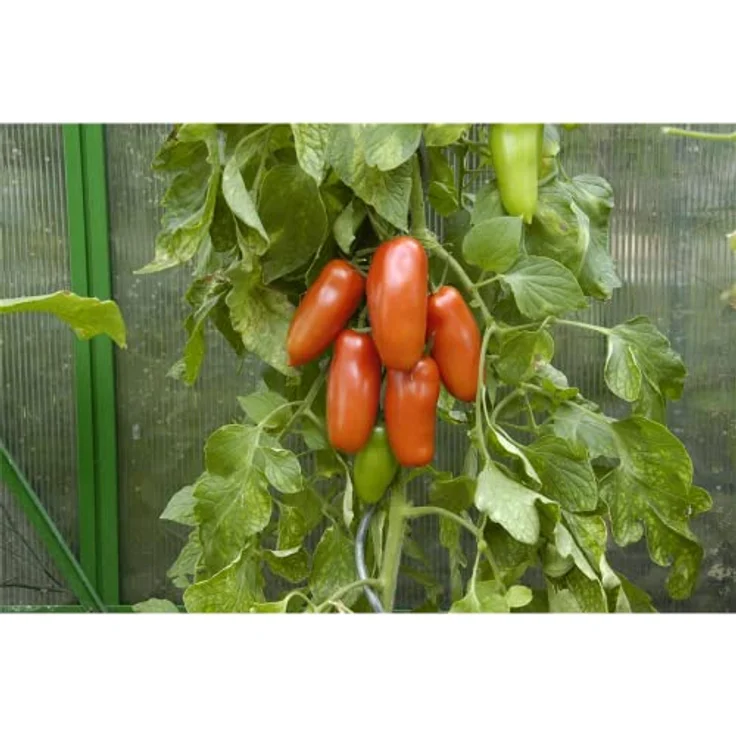 Kiepenkerl Tomate San Marzano 2 – Bild 8