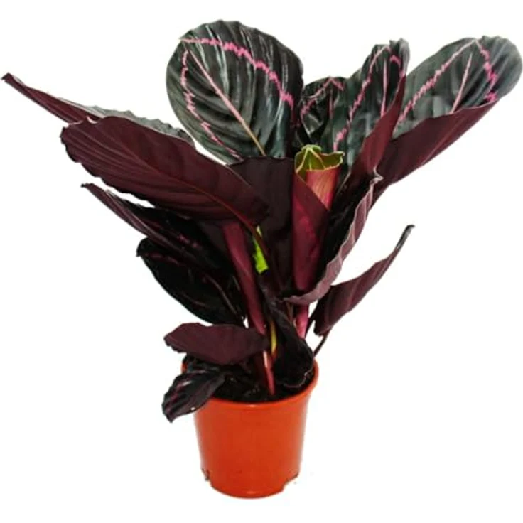 Exotenherz Calathea Dottie, Schattenpflanze mit glänzend schwarzen Blättern und rosa Muster, 14cm Topf, ca. 50cm hoch – Bild 1