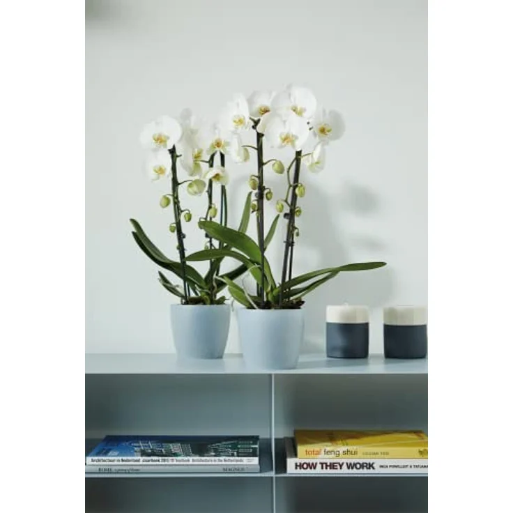 elho Brussels Orchidee 12,5cm - Transparent/Transparent – Bild 5