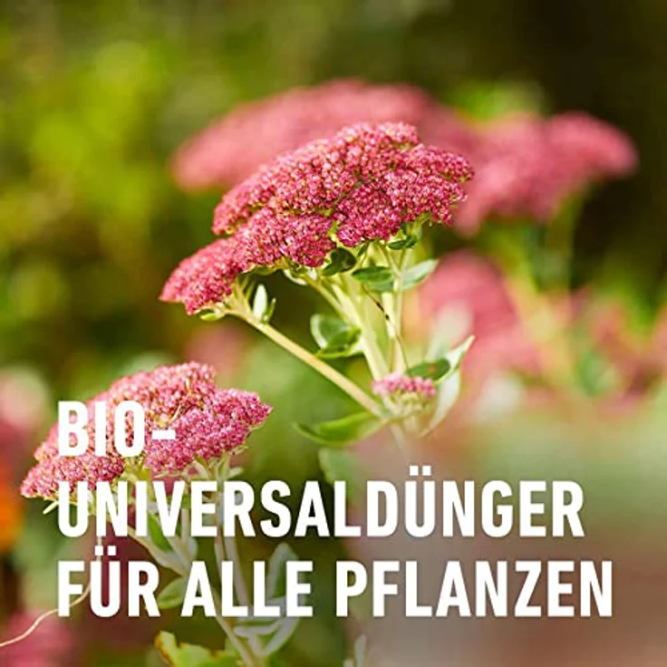 Compo BIO Blumendünger 1,3 Liter – Bild 4